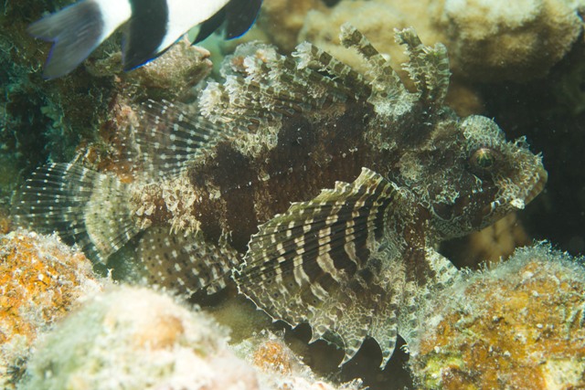 Dendrochirus Brachypterus